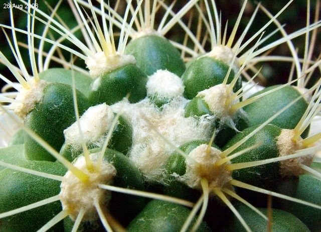 Discocactus_ zehntneri _ssp.zehntneri 'albispinus' 07